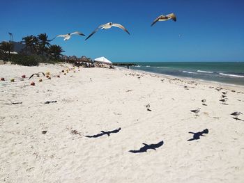 Seagulls flying over beach