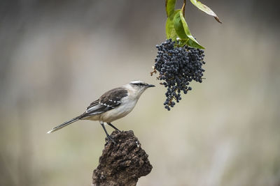 Close-up of bird perching on branch