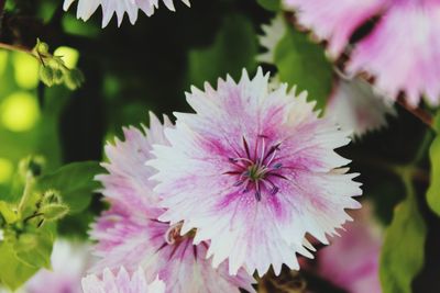 Close-up of pink flowers