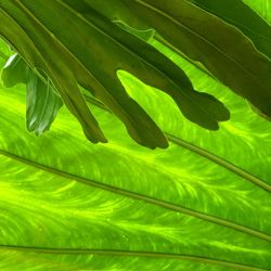 Full frame shot of palm leaves