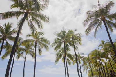Palm trees, hawaii