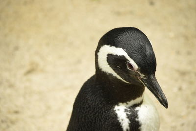 Close-up of penguin against blurred background