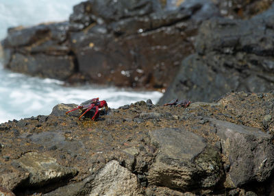 Red crab on rocks in the atlantic ocean in the canary islands
