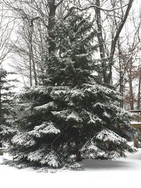 Close-up of tree against sky