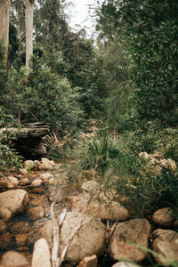 Close-up of plants in forest