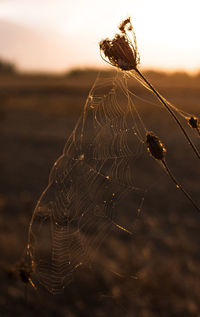 Close-up of a spider web against sky during sunset