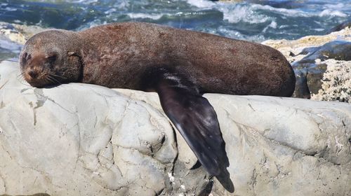 High angle view of sea lion on rock