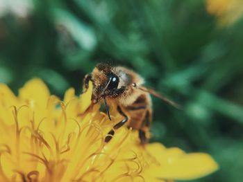 Close-up of bee pollinating on dandelion