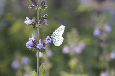 Close-up of butterfly pollinating on purple flower