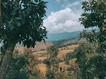 Trees on landscape against sky