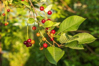 Close-up of berries growing on tree