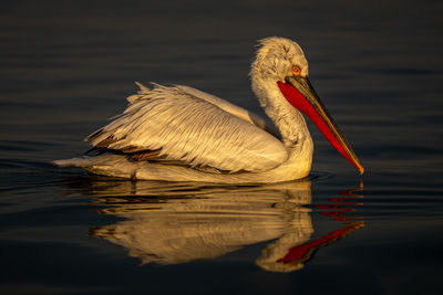 Pelican swimming in lake