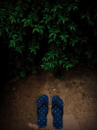 Leaves at night