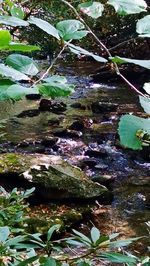 Close-up of plants in forest