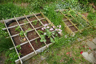 Plants growing in yard