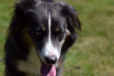 Close-up portrait of dog