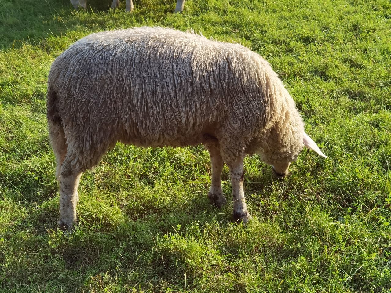 SHEEP GRAZING IN FIELD