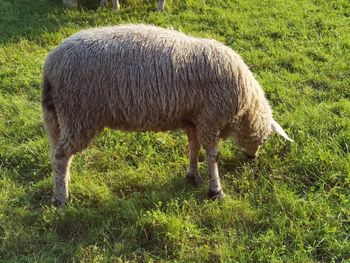 Sheep grazing in a field