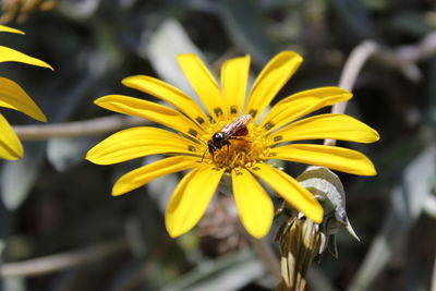 Close-up of bee pollinating flower