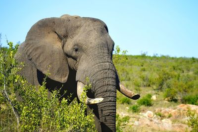 Big elephant bull grazing