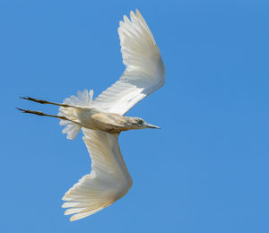 Low angle view of bird flying against blue sky