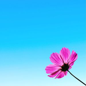 Close-up of pink flower against blue sky