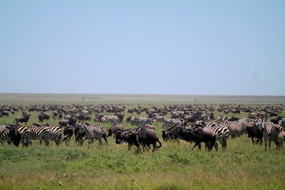 Horses in a field