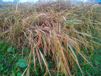 High angle view of stalks in field