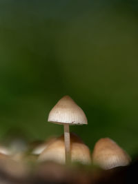 mushroom