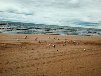 Birds on beach against sky