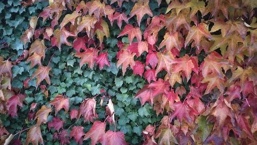 Full frame shot of autumnal leaves