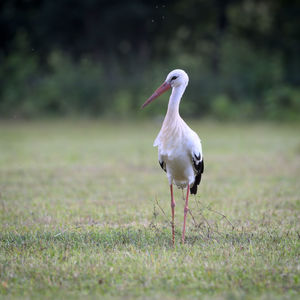 View of bird on field