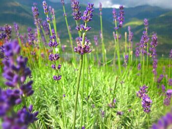 Close-up of purple flowers blooming in field