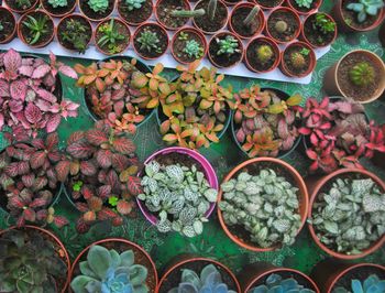 High angle view of potted plants