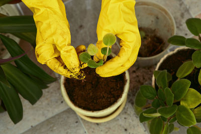 High angle view of person holding potted plant