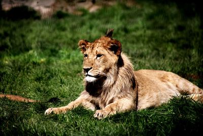 Portrait of a cat resting on field