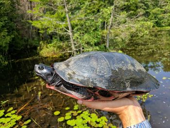 Close-up of hand feeding turtle in water