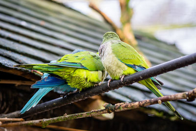 Close-up of bird perching on branch