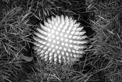 High angle view of succulent plant on field