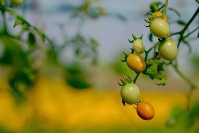 Close-up of fruits on tree