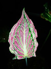 Close-up of plant against black background