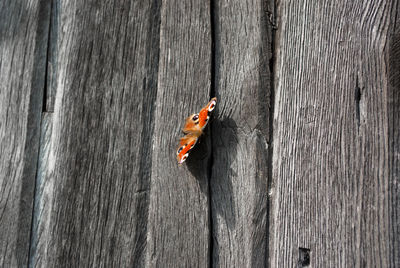 Close-up of lizard on wood