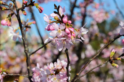 Close-up of pink cherry blossoms in spring