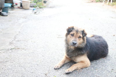 Portrait of dog sitting on street in city