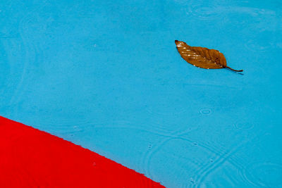 High angle view of moth on swimming pool