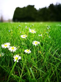 Close-up of white daisy flowers on field