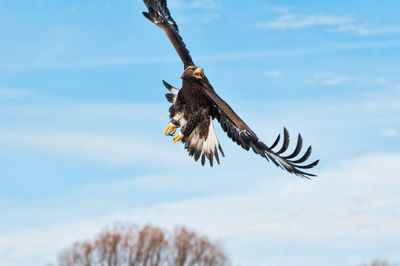 Low angle view of eagle flying against sky