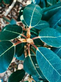 High angle view of insect on plant