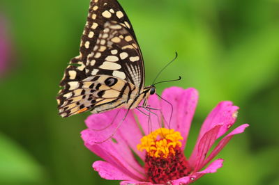 Close-up of butterfly pollinating on pink flower