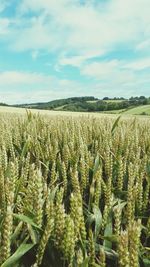 View of stalks growing in the field